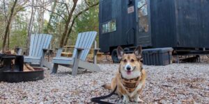 Pet friendly vacation rental homes in Mammoth Lakes and Steamboat Springs